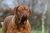 DOGUE DE BORDEAUX 168